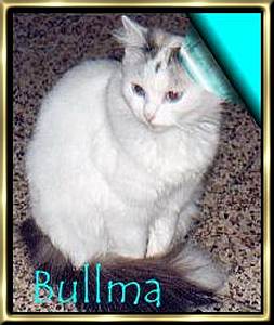 Bullma1.JPG (16779 octets)
