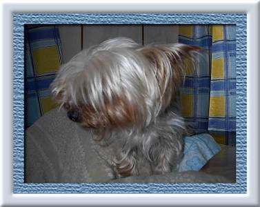 caline.jpg (20647 octets)