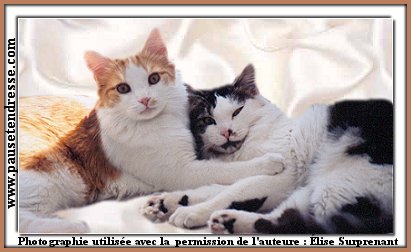 minous-love.jpg (27839 octets)