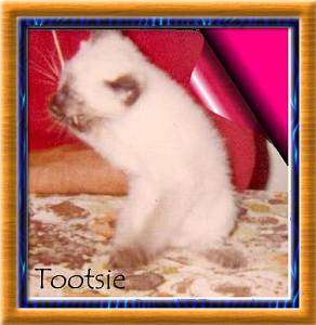 tootsie1.JPG (15163 octets)